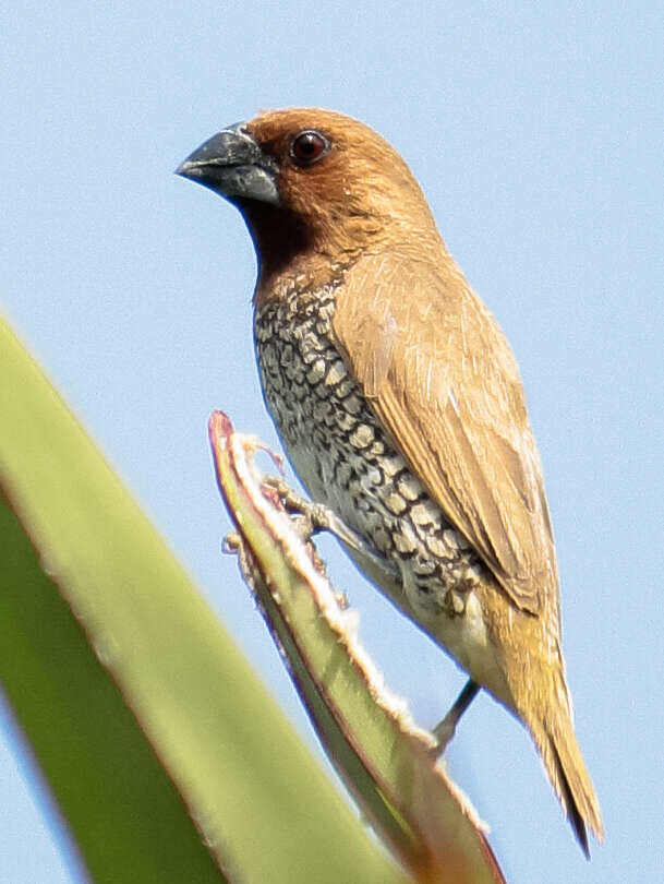 Image of Nutmeg Mannikin