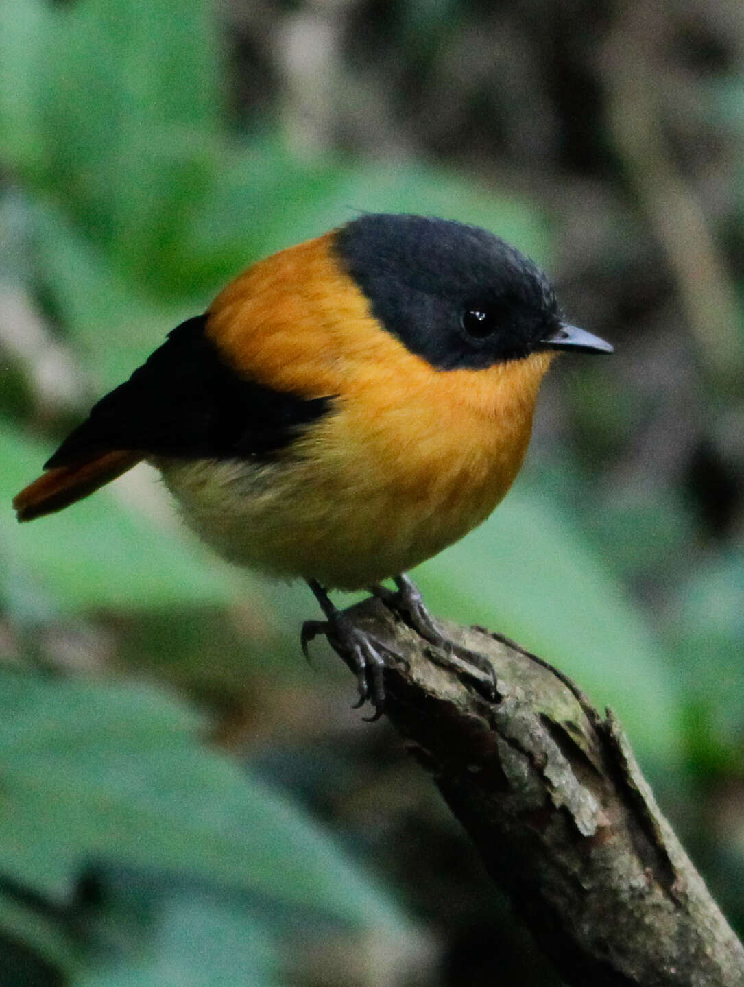 Image de Gobemouche orange et noir