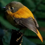 Image de Gobemouche orange et noir