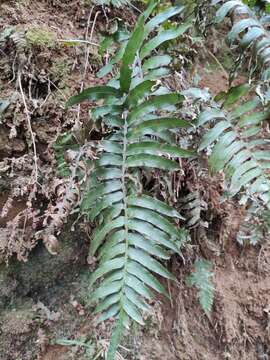 Image of Plagiogyria japonica Nakai