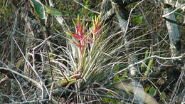 Image of Cardinal Air Plant