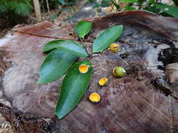 صورة Xanthophyllum octandrum (F. Müll.) Domin