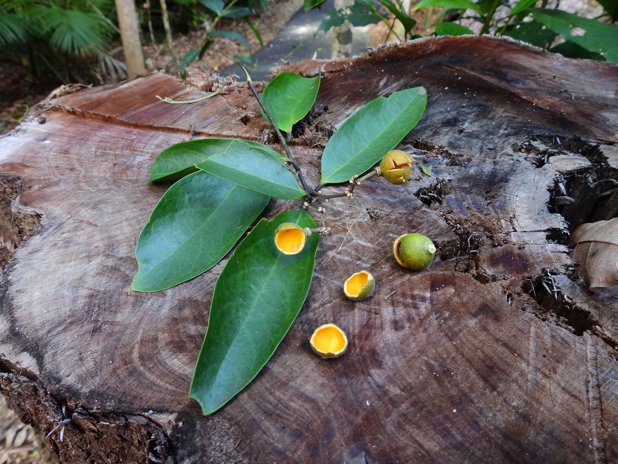 Sivun Xanthophyllum octandrum (F. Müll.) Domin kuva