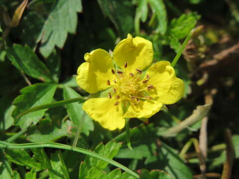 Imagem de Potentilla reptans L.