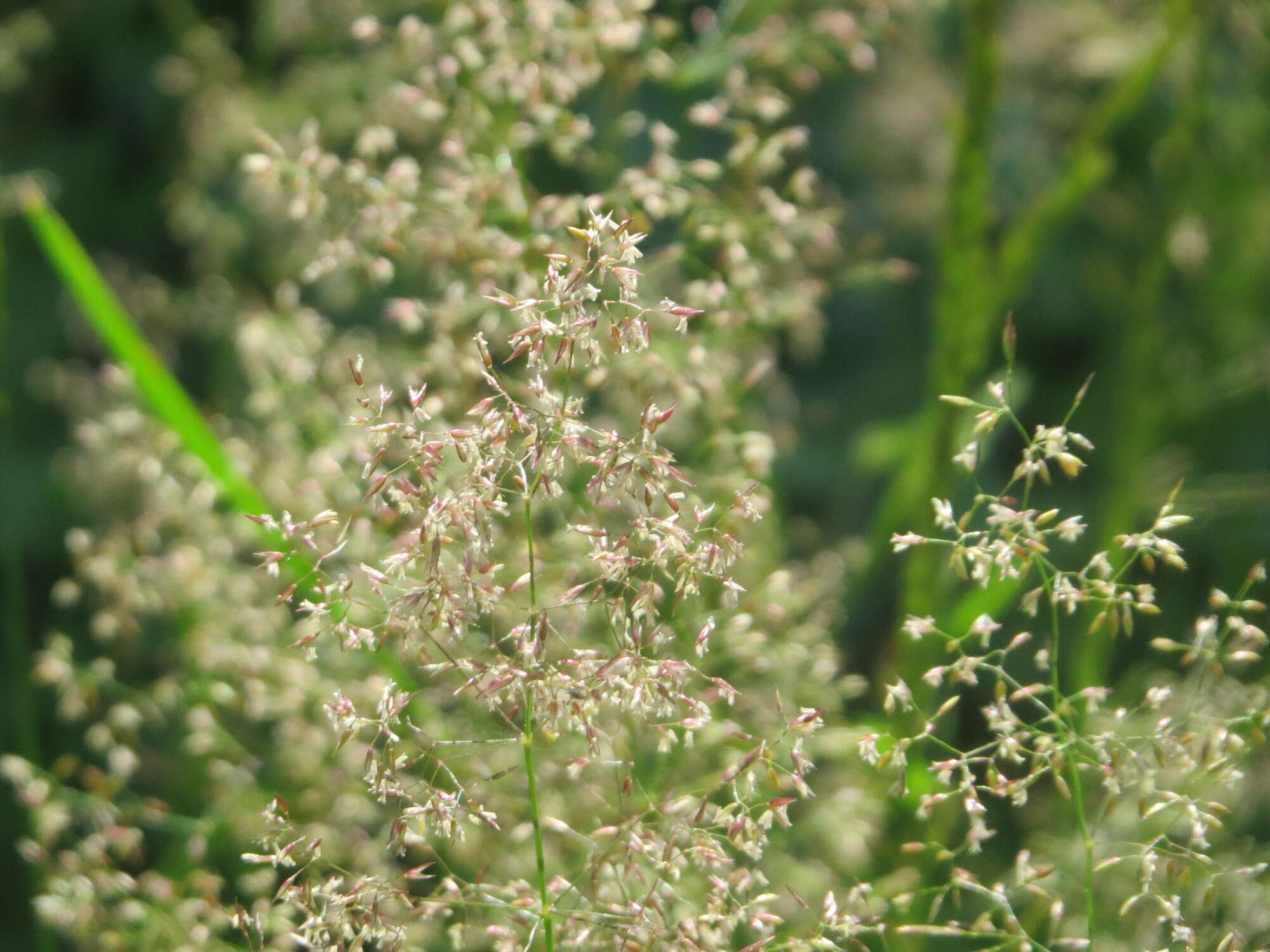 Image de Agrostis commun