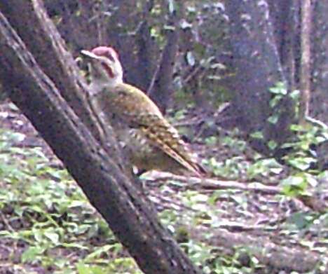 Image of Fine-spotted Woodpecker