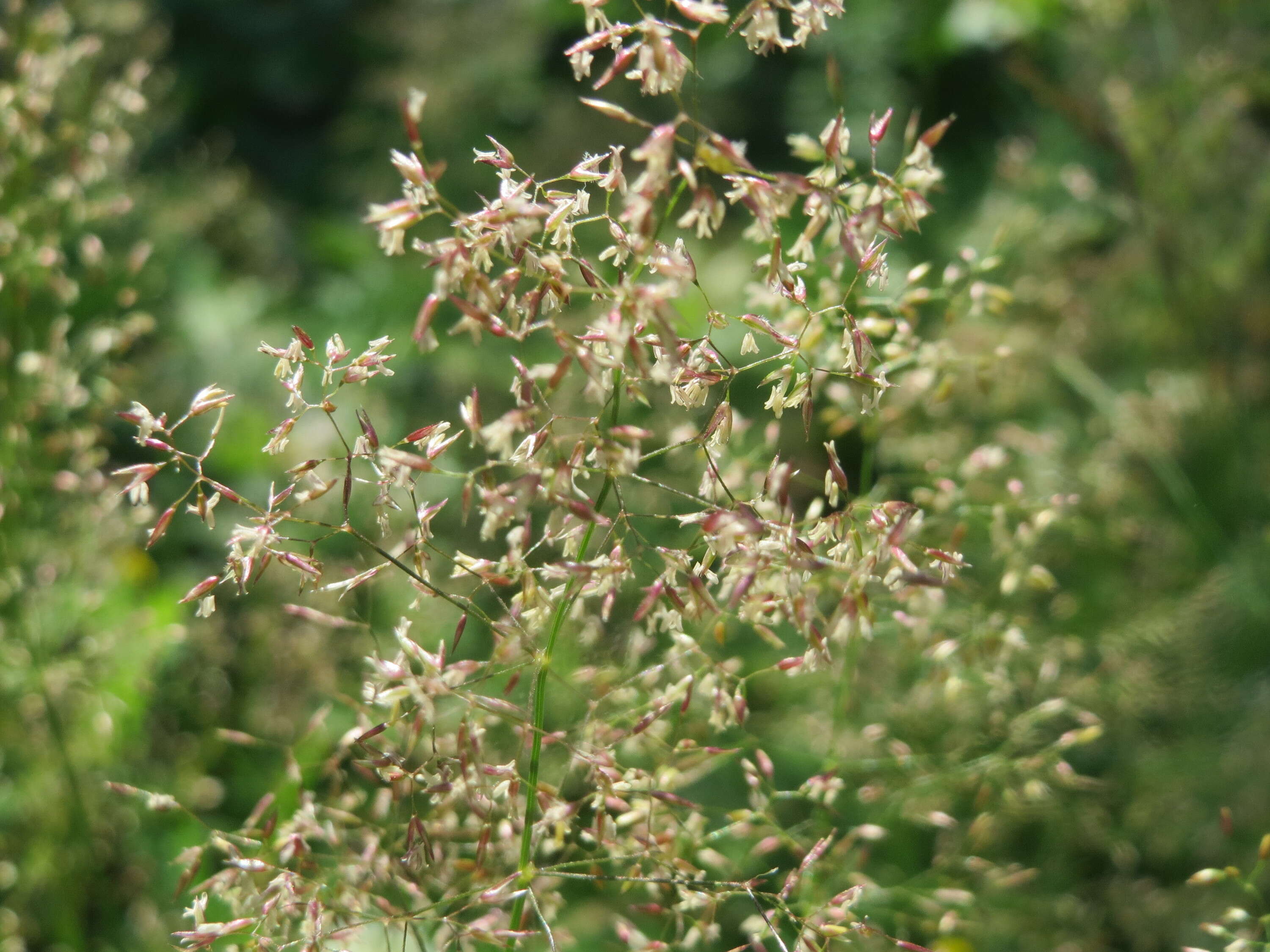 Image de Agrostis commun