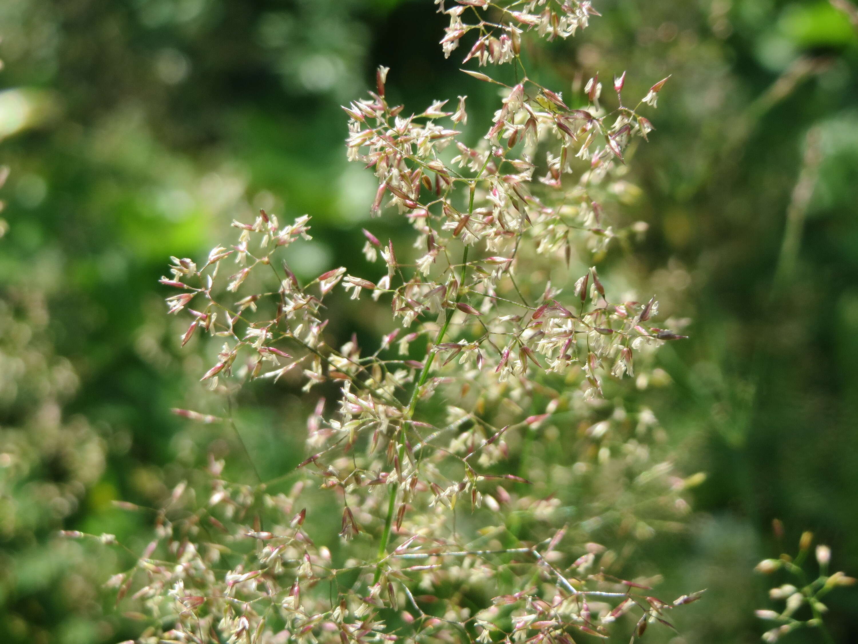 Image de Agrostis commun