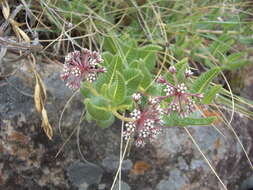 Image de Xysmalobium parviflorum Harv. ex Scott Elliott