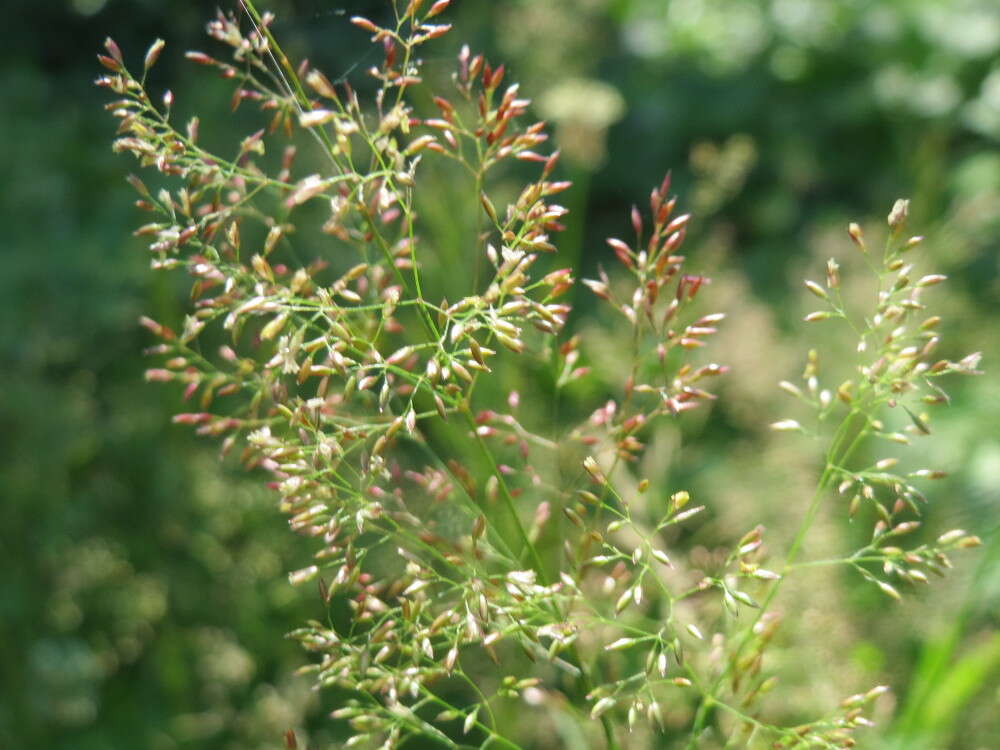 Image de Agrostis commun