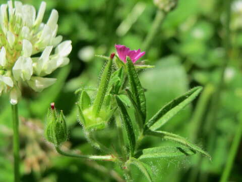 Plancia ëd Geranium dissectum L.