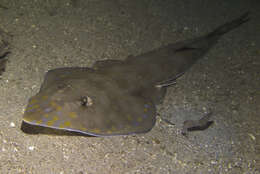 Image of Zanzibar guitarfish