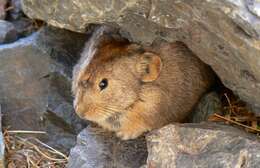 Image of Pallas’s Pika