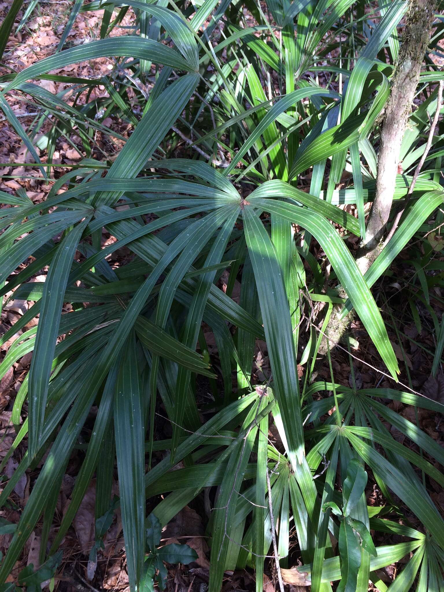 Image of rhapidophyllum