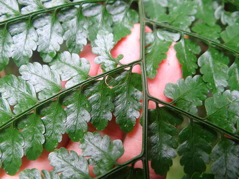 Image of Dryopteris hasseltii (Bl.) C. Chr.