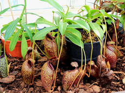 Image of Pitcher plant