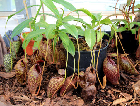 Image of Pitcher plant