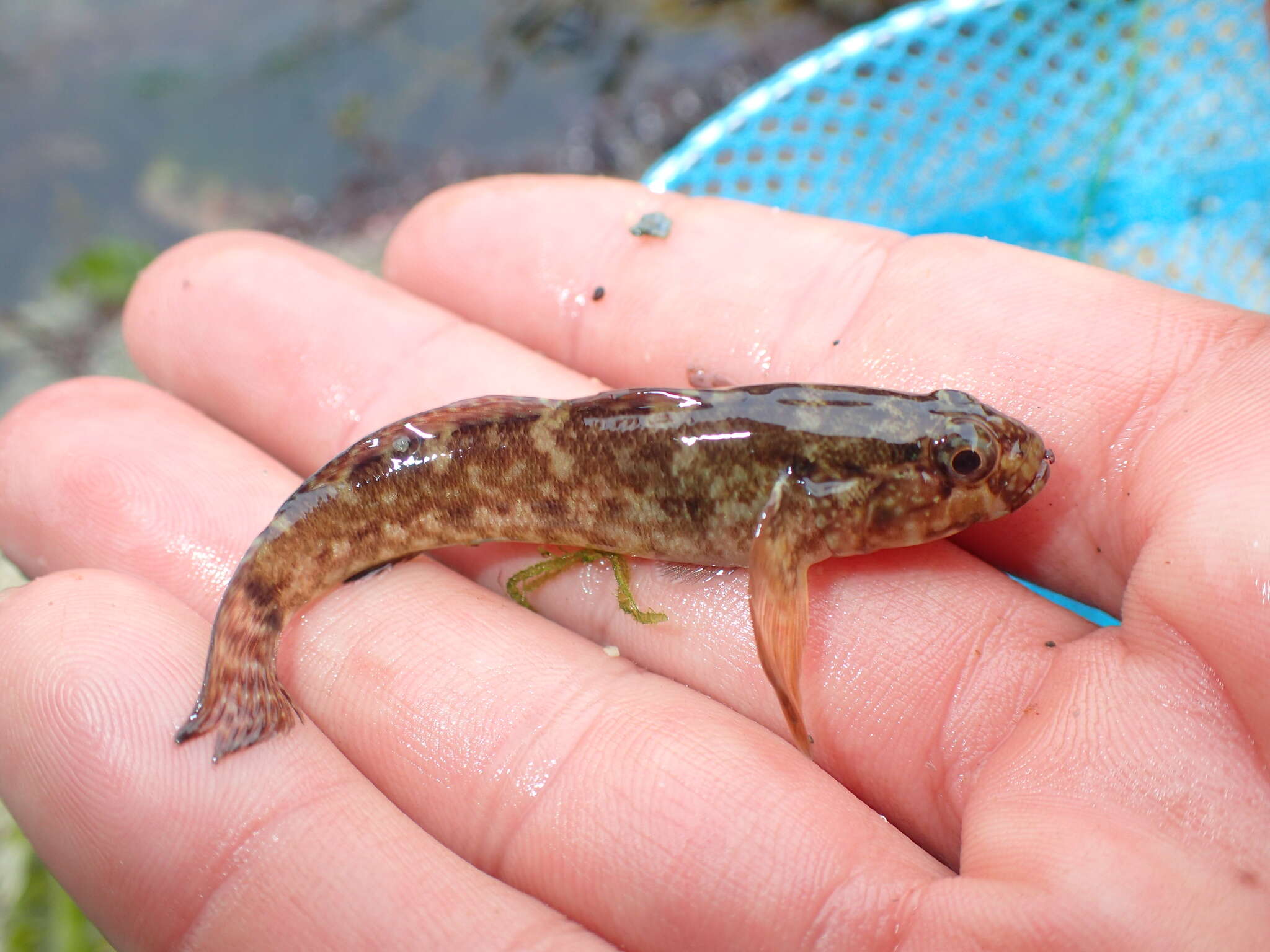 Image of Rock Goby