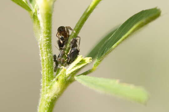 Image of Cowpea aphid