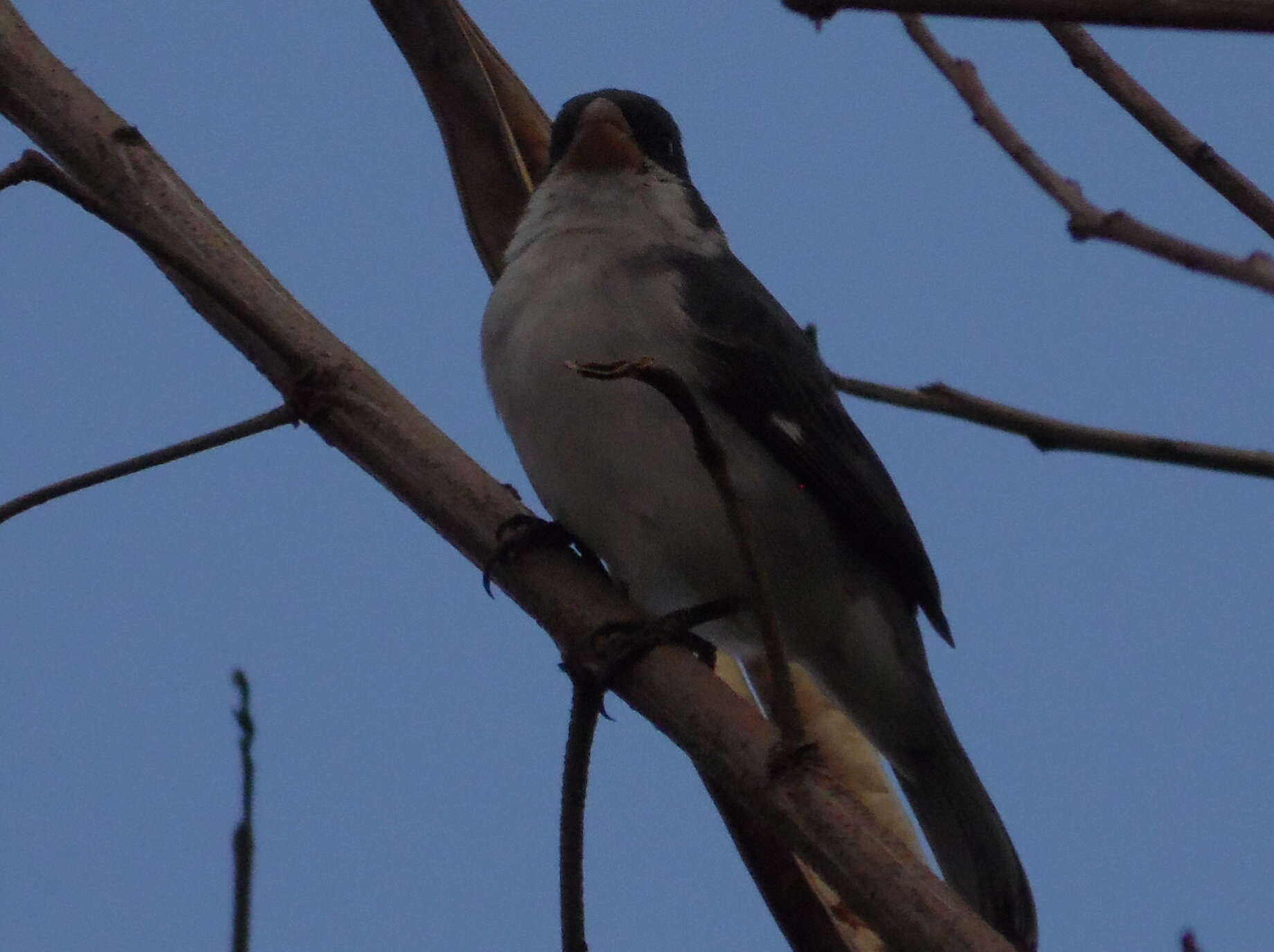 Image of Yellow-bellied Seedeater