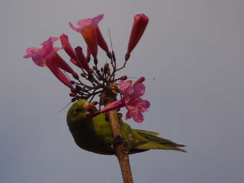 Image of Yellow-chevroned Parakeet