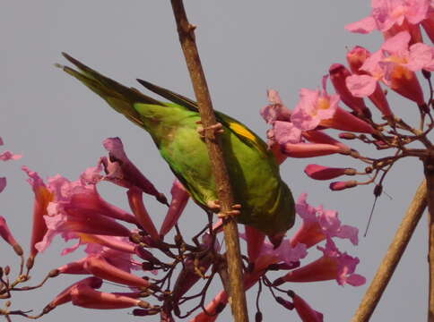 Image of Yellow-chevroned Parakeet