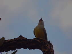 Image of Tropical Kingbird