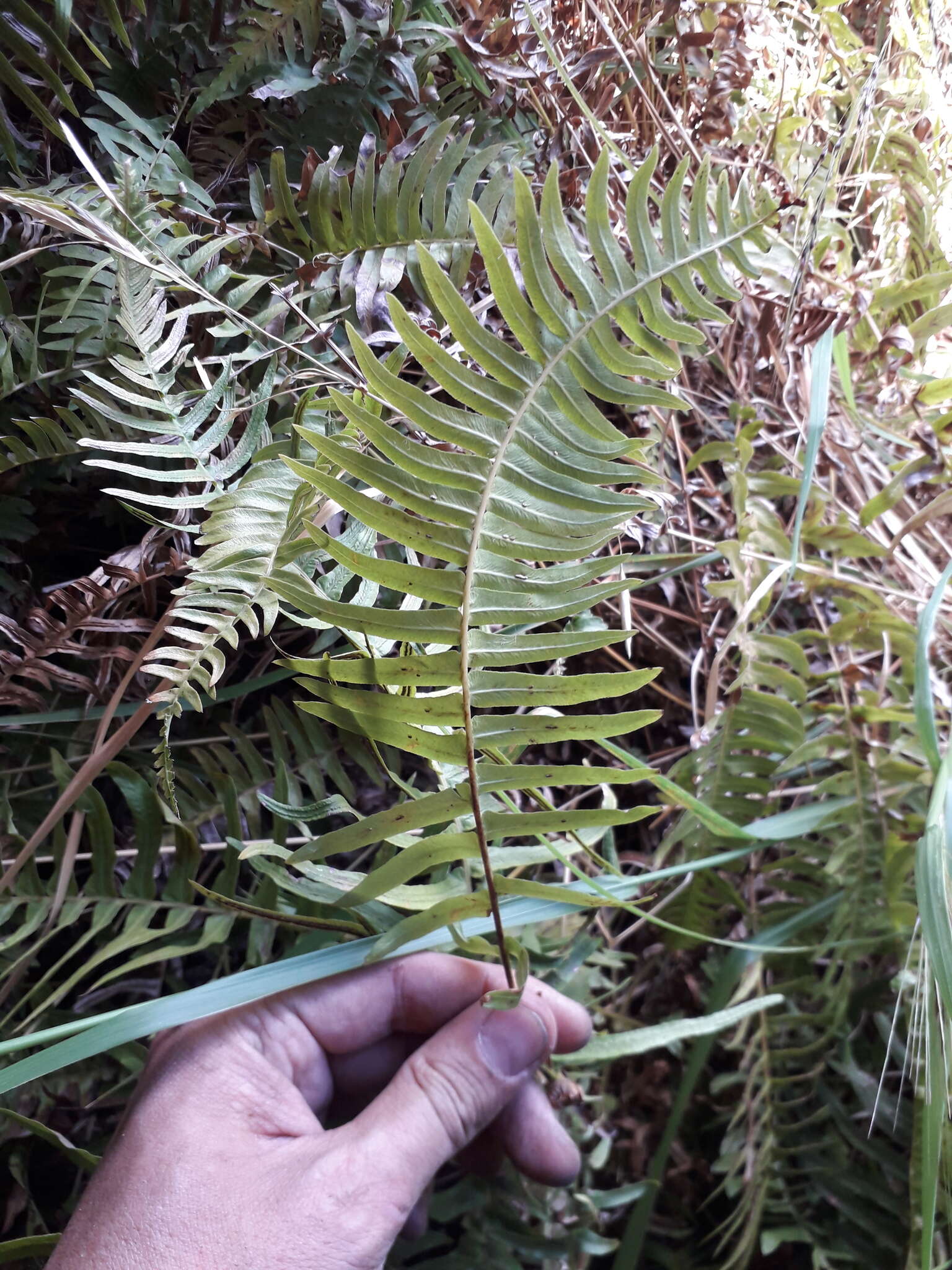 Слика од Blechnum auriculatum Cav.