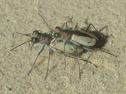 Image de Cicindela (Cicindela) limbata Say 1823