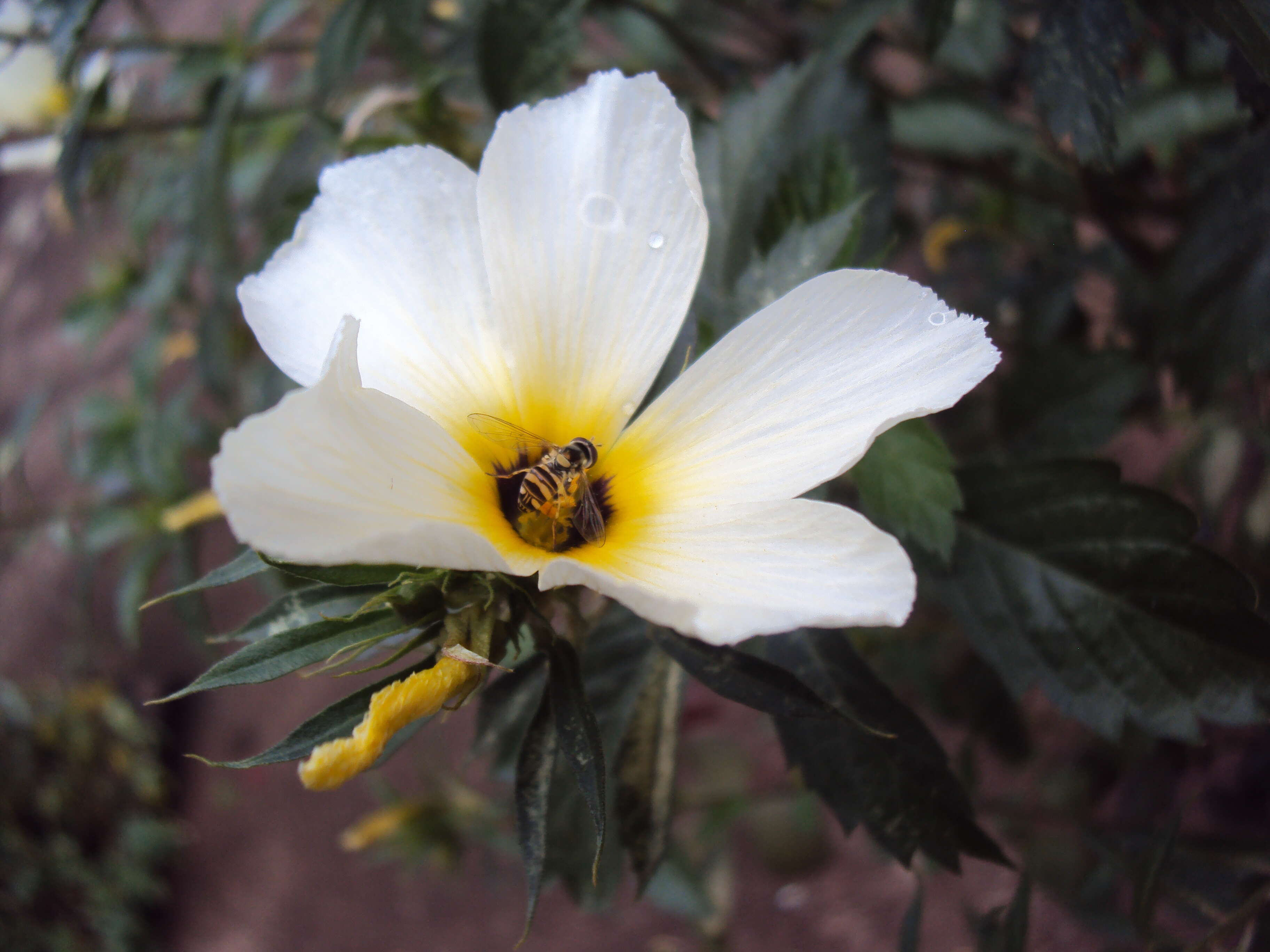 Sivun Turnera ulmifolia L. kuva