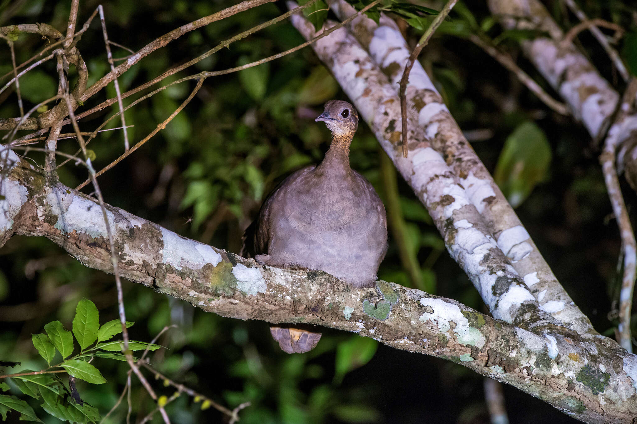 Image of Solitary Tinamou