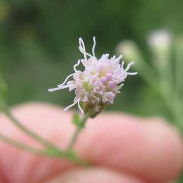 Plancia ëd Fleischmannia incarnata (Walt.) R. King & H. Rob.