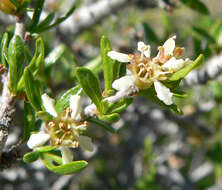 Prunus fasciculata (Torr.) Gray resmi