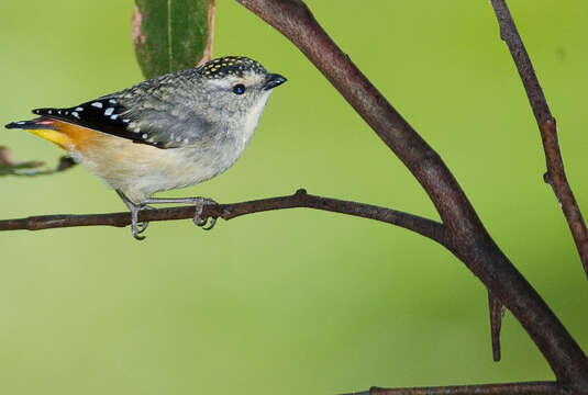 Imagem de Pardalotus punctatus (Shaw 1792)