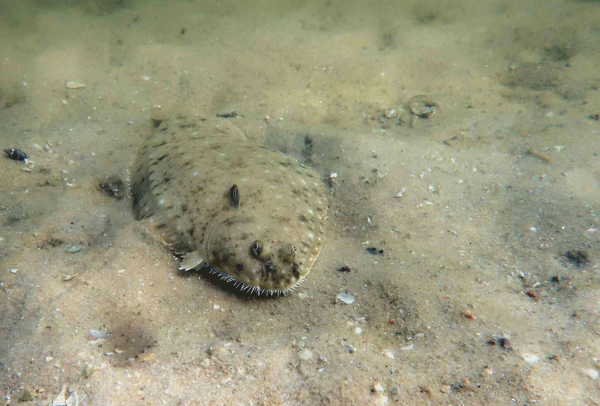 Image of Senegalese Sole