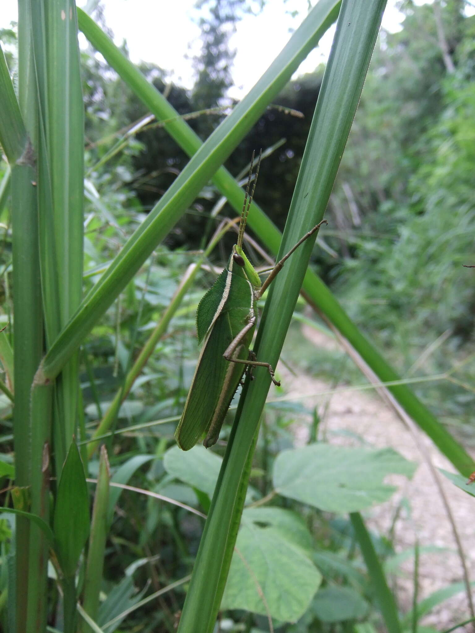 Image of Prionolopha