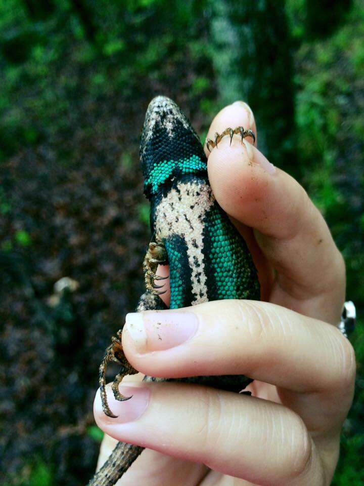 Image of Eastern Fence Lizard