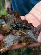 Imagem de Plethodon glutinosus (Green 1818)