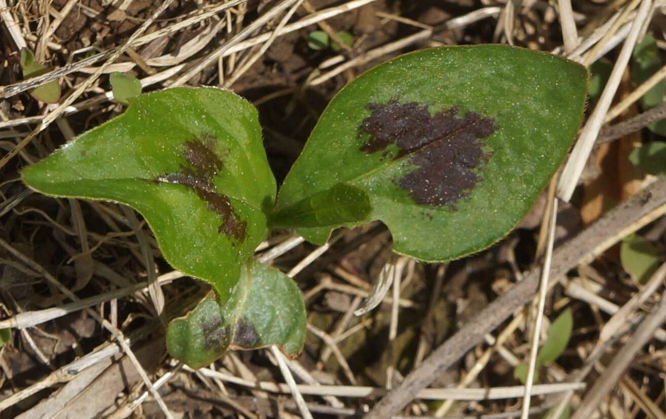 Image de Persicaria virginiana (L.) Gaertner