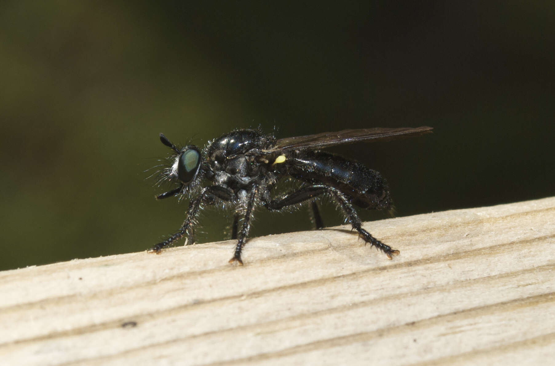 Image of Laphria canis Williston 1883