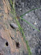 Image of Pleuroloba costellaris (H. Adams & A. Adams 1854)