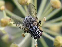 Image of House fly