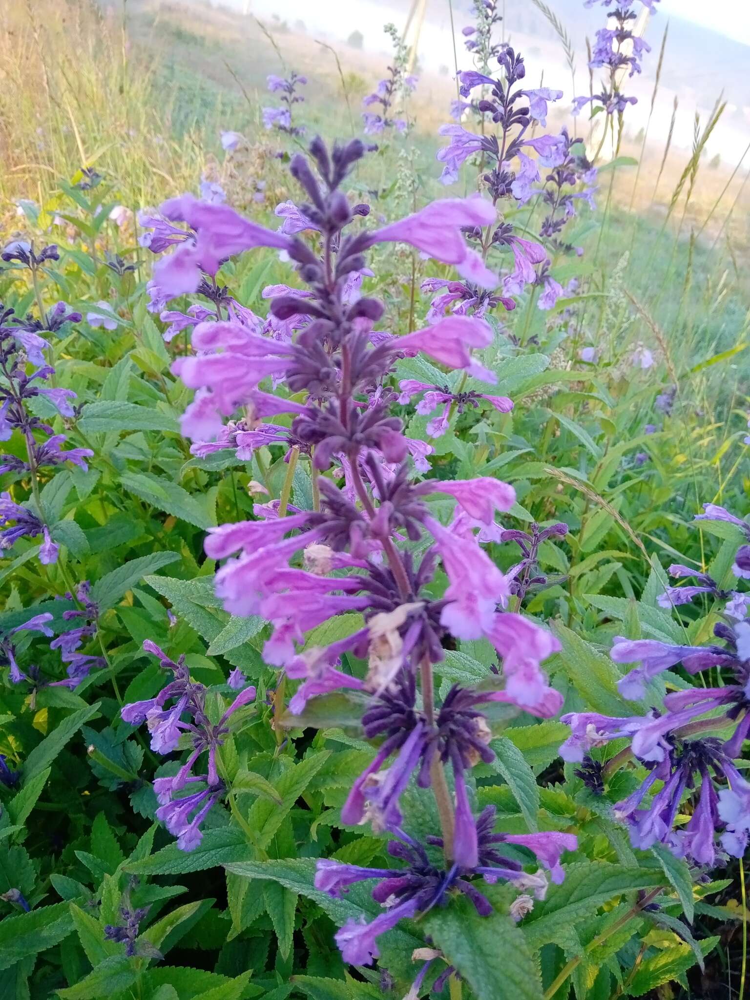 Image of Nepeta sibirica L.