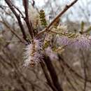 Слика од Mimosa distachya Cav.