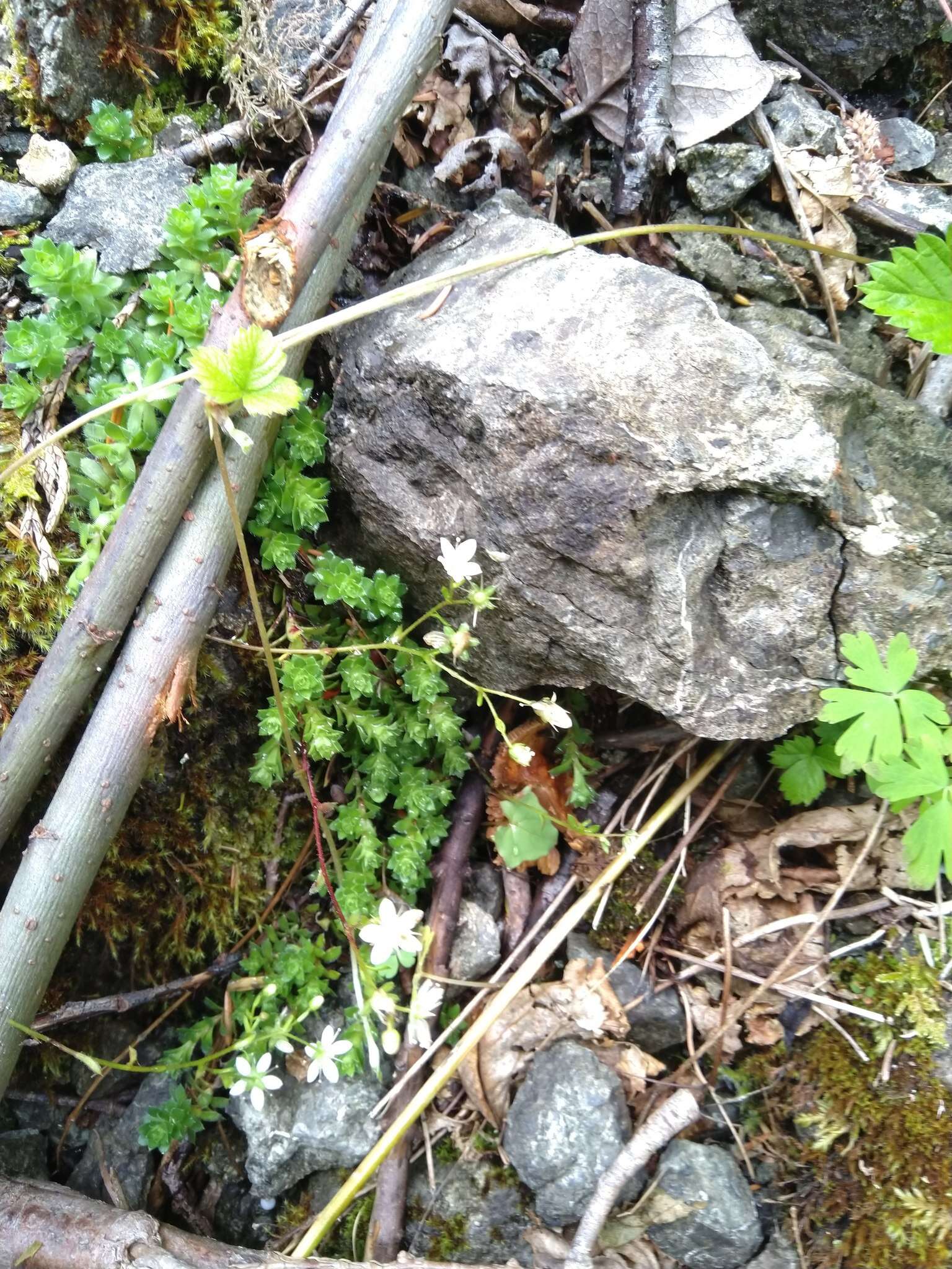 Image of Yellow-Dot Saxifrage