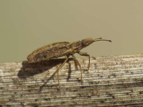 Image of Cantacader quadricornis (Le Peletier & Serville 1828)