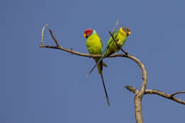 Image of Plum-headed Parakeet