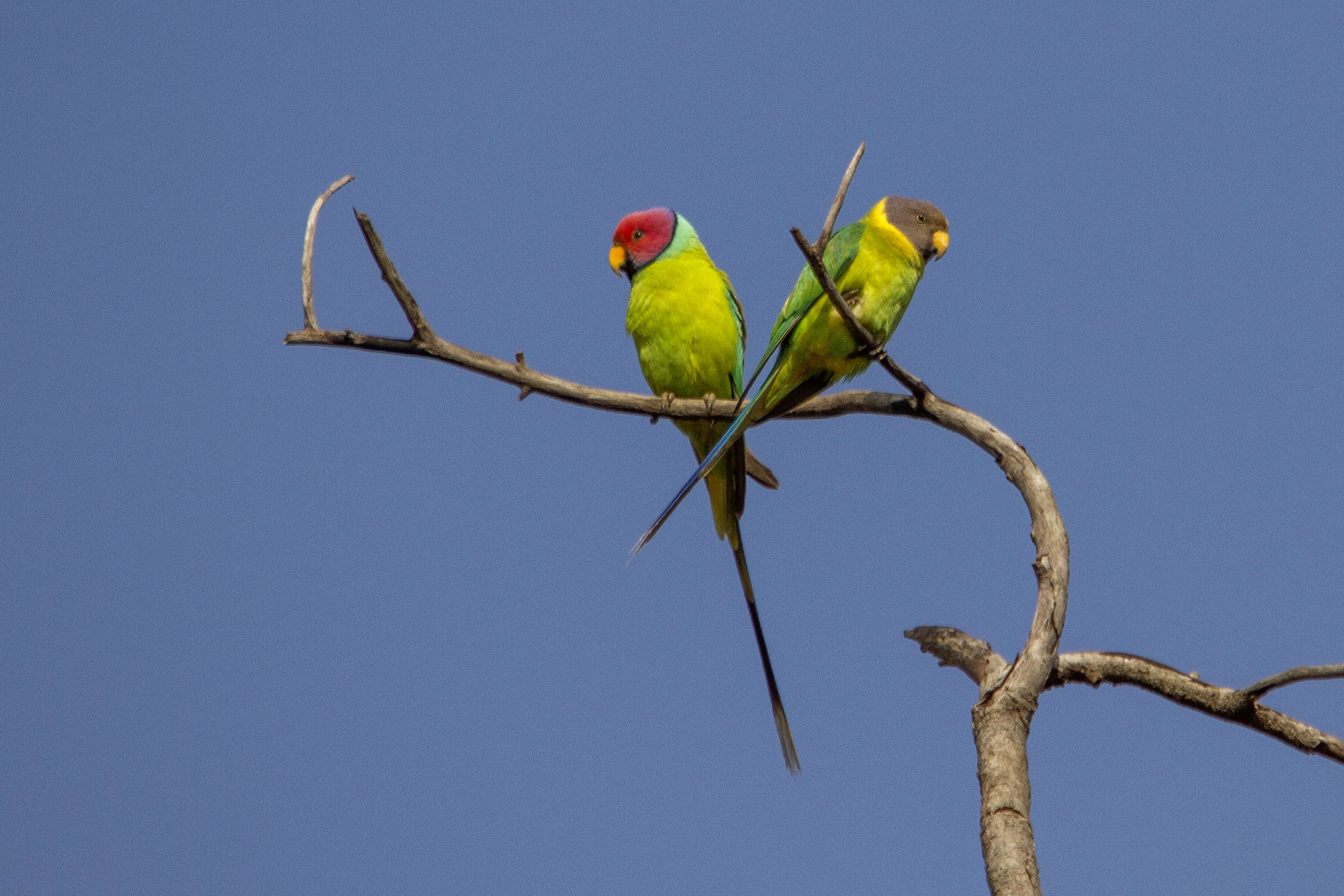 Image of Plum-headed Parakeet