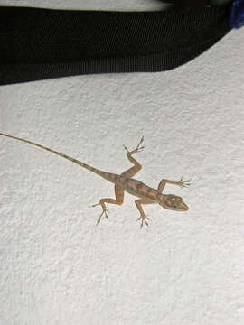 Image of Cave Anole