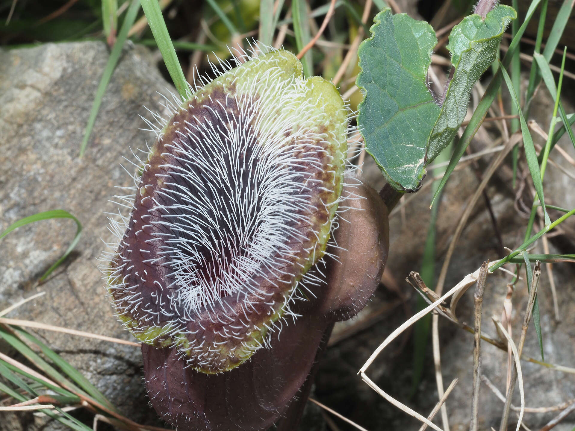 Plancia ëd Aristolochia cretica Lam.